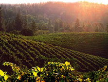 Boeger Winery