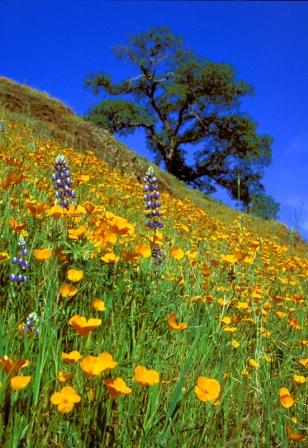 Poppies on South Fork American River