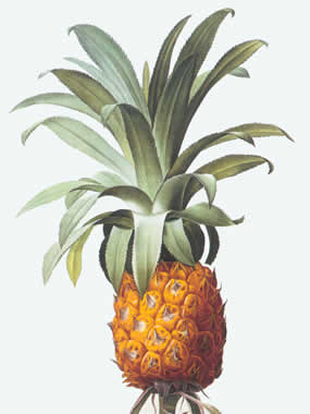 pineapple.jpg