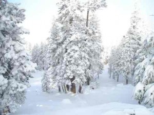 snowy-trees