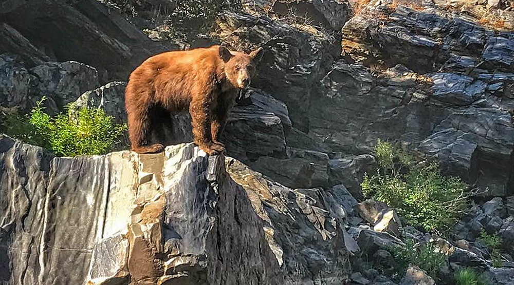 Wild Life on the Tuolumne River