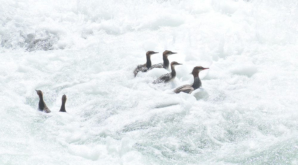 Mergansers enjoying some spring whitewater