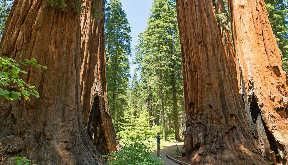 Calaveras Big Trees State Park