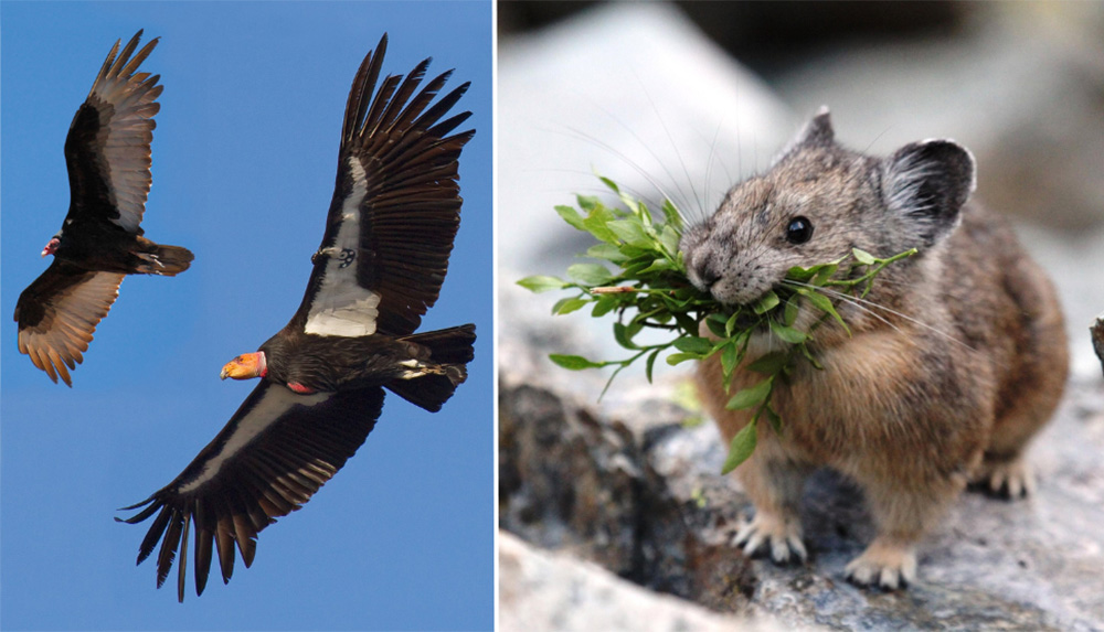 Sierra Wildlife - California Condor and Pika