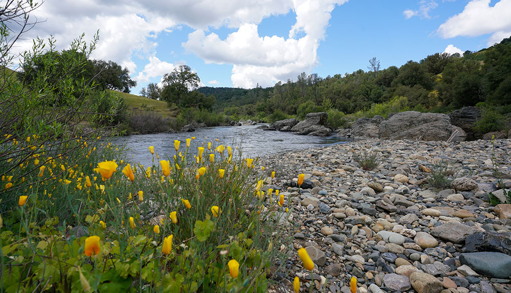 California poppies