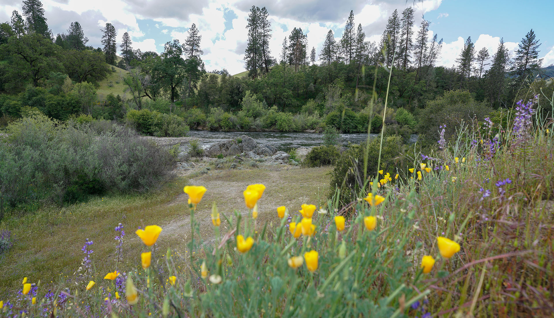 Spring Poppies along the South Fork American